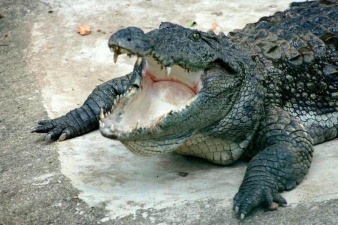 Crocodiles (Representational Image) Crocodiles (Representational Image)