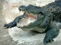 Crocodiles (Representational Image)