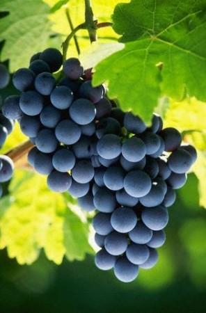 Grape Seed Extract Helps Fight Against Bowel Cancer