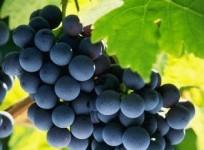 grape-seed-extract-helps-fight-against-bowel-cancer