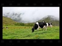 cows-grazing