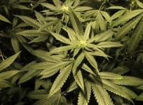 Marijuana
