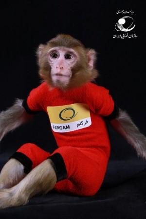 Iran's Second Monkey Who Went to Space