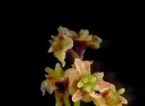 amborella-female-flowerspsu