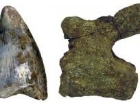 a-theropod-tooth-and-a-sauropod-vertebra-shown-at-different-scales-are-some-of-the-first-ever-discovered-dinosaur-remains-in-saudi-arabia