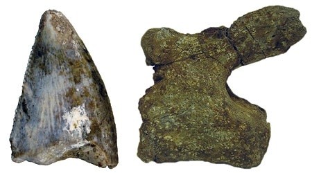 A theropod tooth and a sauropod vertebra (shown at different scales) are some of the first ever discovered dinosaur remains in Saudi Arabia.