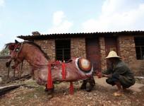 chinese-new-year-2014