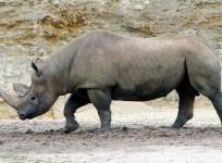 Species Becoming Extinct Faster than Before: Study Finds