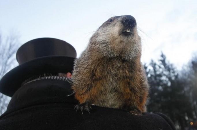 The bizarre prognosticating animal, will pop up from his mysteries borrow on 2 February The bizarre prognosticating animal, will pop up from his mysteries borrow on 2 February (Reuters)