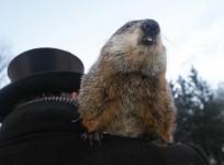 the-bizarre-prognosticating-animal-will-pop-up-from-his-mysteries-borrow-on-2-february-reuters