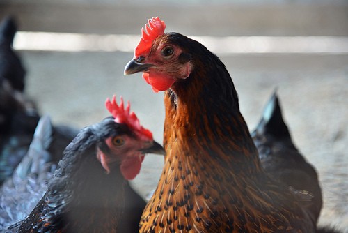 Poultry