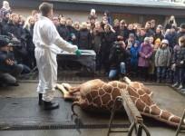 photo-that-surfaced-in-twitter-showed-that-the-first-giraffe-marius-killing-was-shown-to-a-crowd-including-children