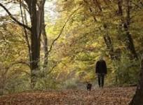 brisk-walk-can-reduce-women039s-stroke-risk-study-finds