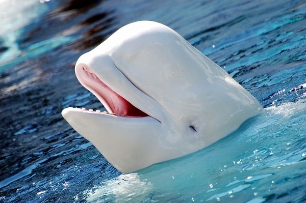 migaloo the white whale