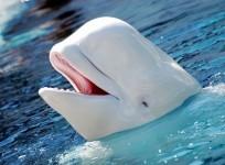 Extremely Rare Albino Whale Spotted in Sydney (Representational Image)