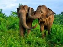 elephants-consoles-each-other-during-distress-study-finds