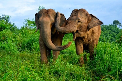Elephants Consoles Each Other During Distress: Study Finds