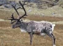Reindeer