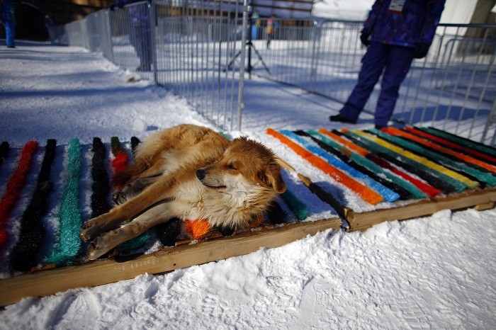 A dog sleeps at the entrance of the finish line during a cross-country training session for the Sochi 2014 Winter Olympic Games at the  Sleepyhead