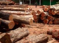 google039s-global-forest-watch-online-tool-tracks-deforestation