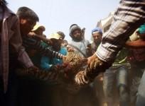locals-carrying-a-leopard-that-had-strayed-into-the-city-reuters-file