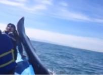 whale-slaps-teenager-on-the-face-with-its-tail