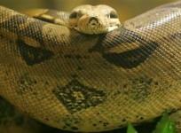 snake-eats-crocodile-after-a-battle-in-australia