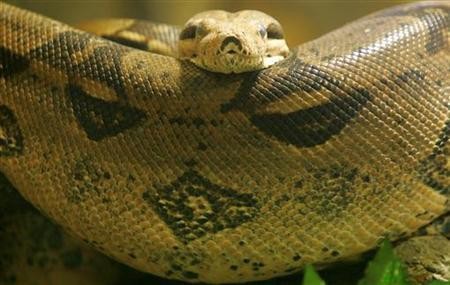 Snake Eats Crocodile after a Battle in Australia
