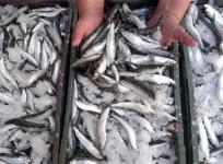 sea-food-at-new-york-market-suspected-of-causing-rare-skin-infection