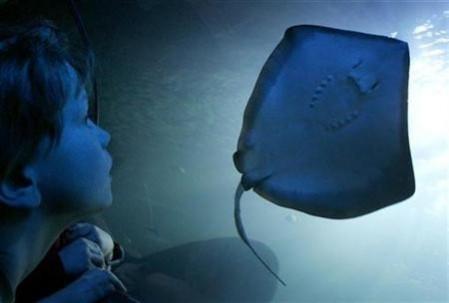 Stingray (Reuters) Stingray (Reuters)