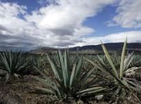 tequila-plant-sweetener-may-aid-diabetics-lose-weight