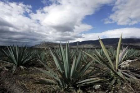 Tequila Plant Sweetener May Aid Diabetics, Lose Weight Tequila Plant Sweetener May Aid Diabetics, Lose Weight
