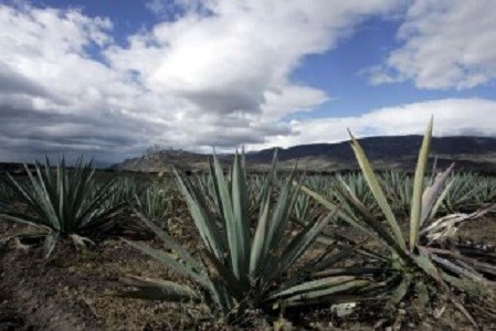 Tequila Plant Sweetener May Aid Diabetics, Lose Weight