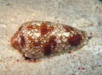 cone-snail