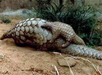 plight-of-pangolin-highly-trafficked-mammal-on-land-need-more-protection