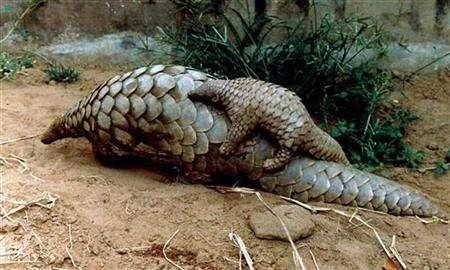 Plight of Pangolin: Highly Trafficked Mammal on Land Need More Protection