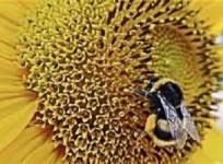 bumblebees-trained-to-crack-puzzles-for-treats-researchers-find