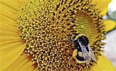 Bumblebees Trained to Crack Puzzles for Treats: Researchers find