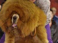 golden-haired-tibetan-mastiff-sold-for-2-million-in-china-representational-image