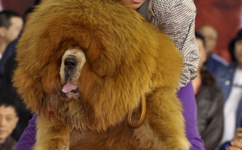 golden haired Tibetan mastiff sold for $2 million in China (Representational image)