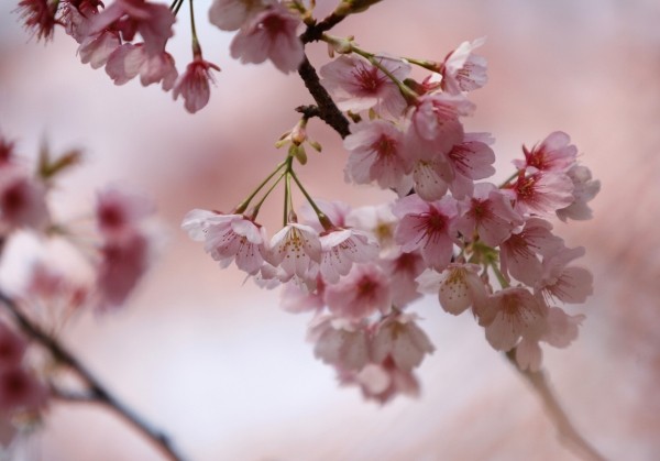 Spring or Vernal Equinox has arrived.