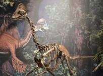 New Horned Dinosaur Uncovered with Unique Wing-Shaped Headgear (Representational Image)