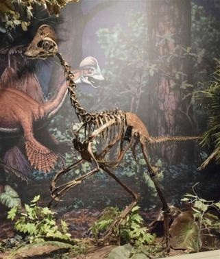 New Horned Dinosaur Uncovered with Unique Wing-Shaped Headgear (Representational Image)
