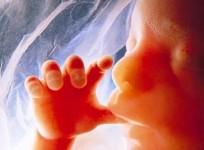 uk-hospitals-incinerate-aborted-fetuses-to-heat-buildings-finds-investigation