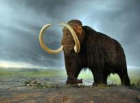 Ancient Elephant-like Fossil Discovered in New Mexico (Representational Image)