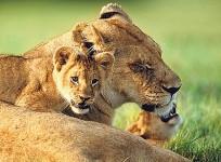 A month after killing Marius the Giraffe, Danish zoo kills four lions including two cubs to avoid inbreeding. (Photo: Reuters)