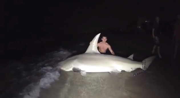 Giant Hammerhead Weighing 700 Pounds Caught by Students off Florida Beach [VIDEO]