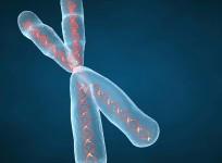 worlds-first-artificial-chromosome-built-by-scientists-representational-image
