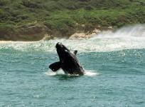japan-ought-to-halt-whaling-program-in-antarctic-court-says