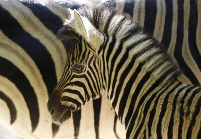 Scientists Solve the Mystery over Zebras Having Stripes